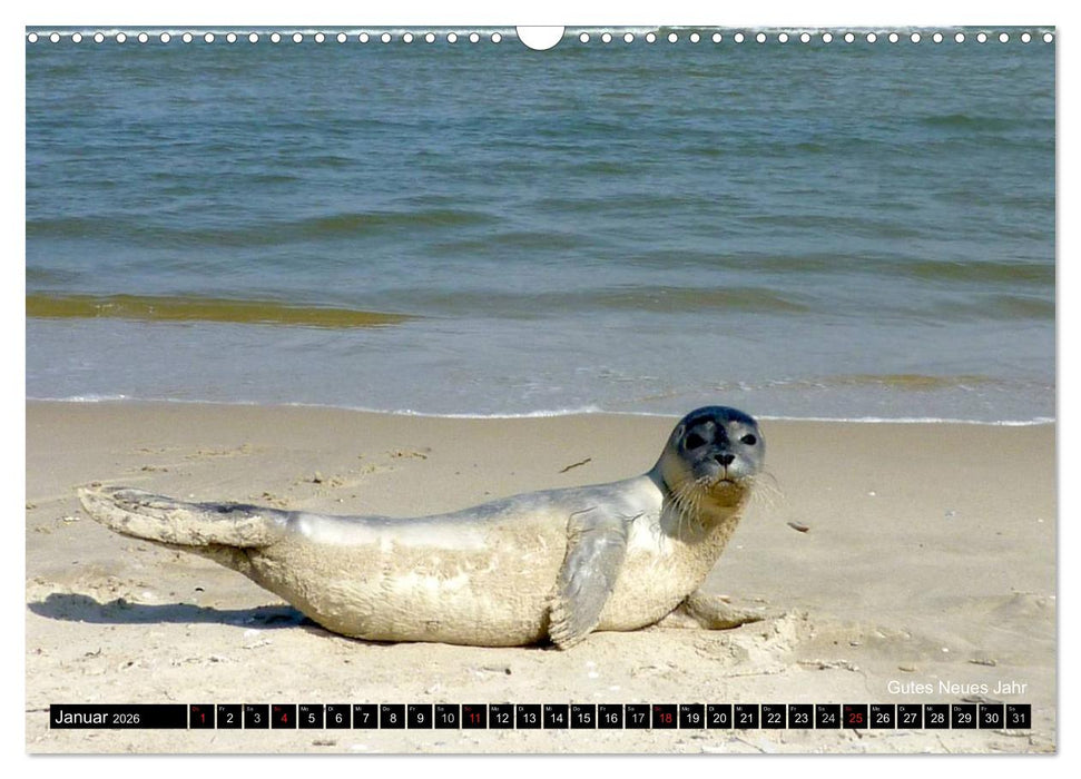 Töwerland Juist (CALVENDO Wandkalender 2026)