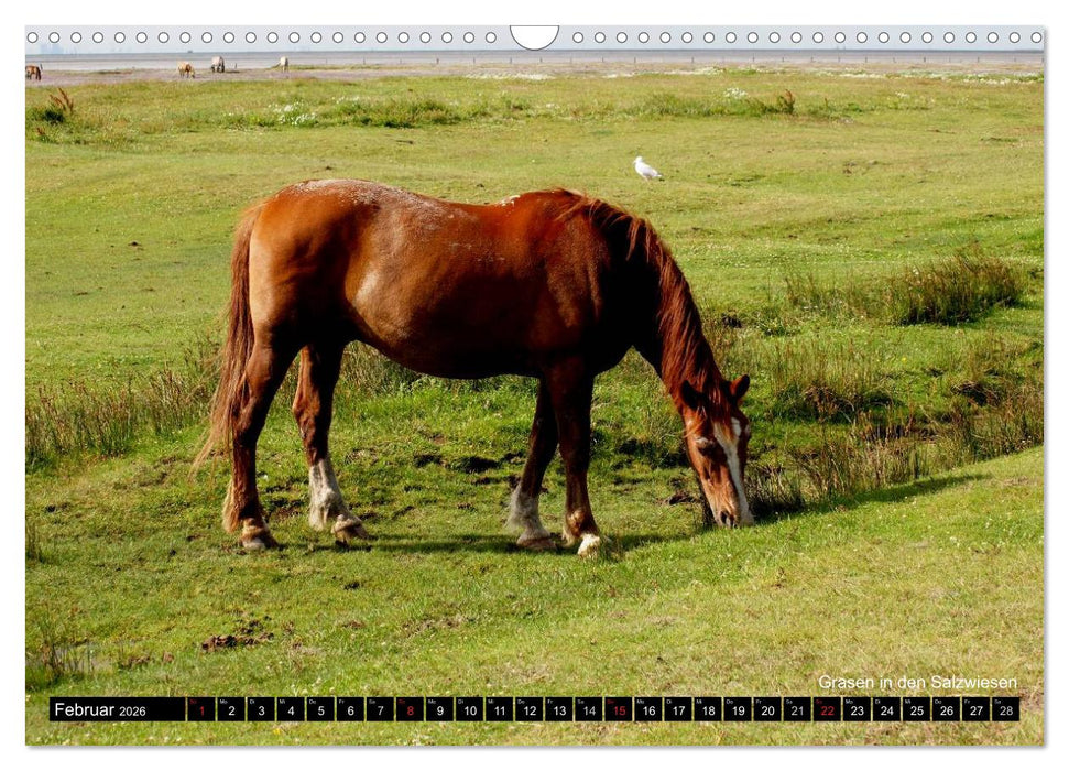 Töwerland Juist (CALVENDO Wandkalender 2026)