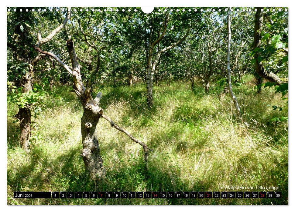 Töwerland Juist (CALVENDO Wandkalender 2026)