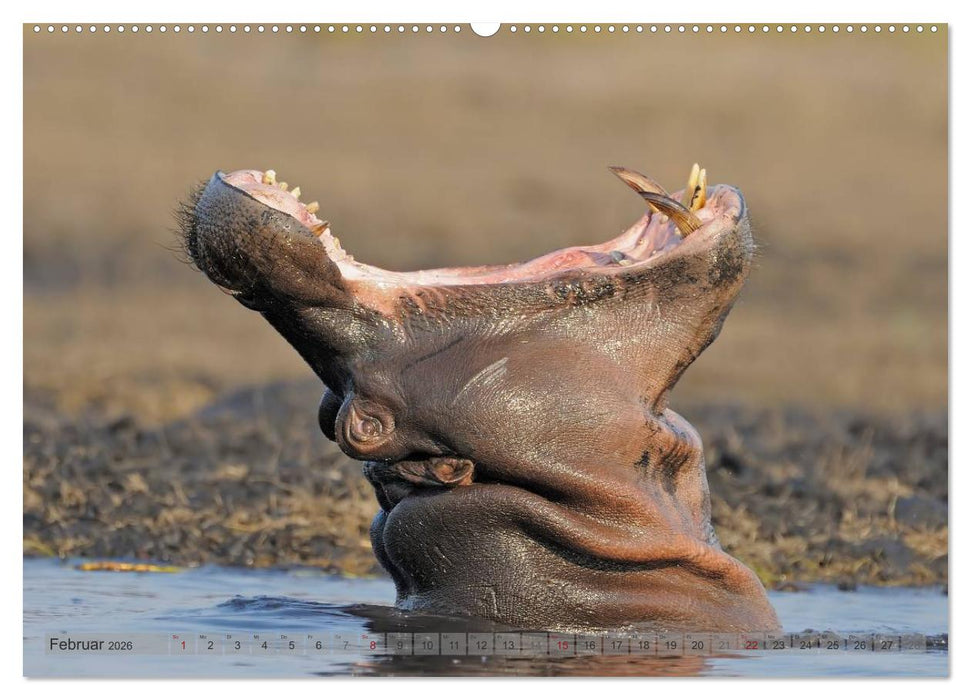 Flusspferde Magie des Augenblicks - Hippos in Afrika (CALVENDO Wandkalender 2026)
