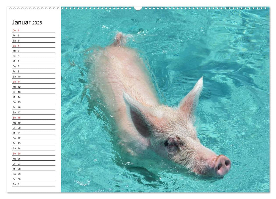 Schwimmende Schweine (CALVENDO Premium Wandkalender 2026)