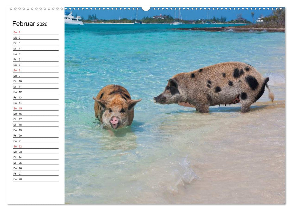 Schwimmende Schweine (CALVENDO Premium Wandkalender 2026)