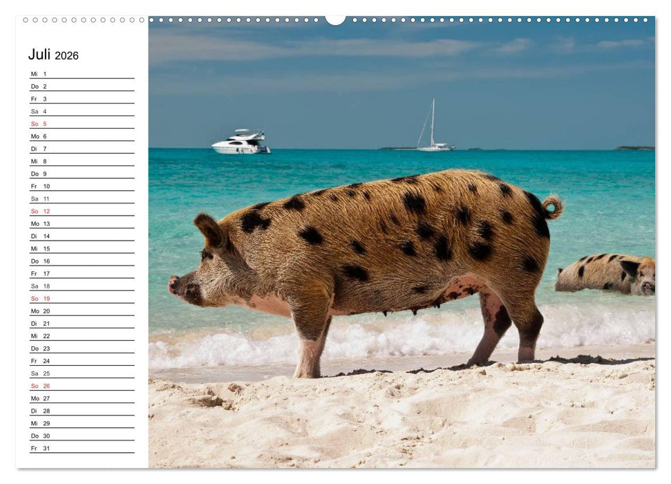 Schwimmende Schweine (CALVENDO Premium Wandkalender 2026)