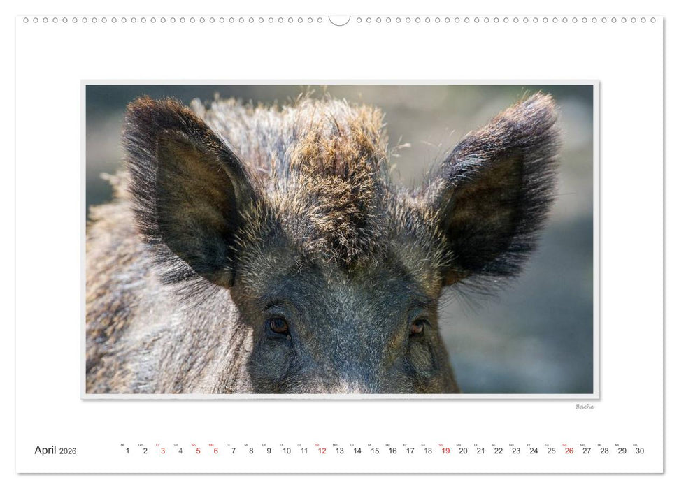 Emotionale Momente: Das Wildschwein. (CALVENDO Wandkalender 2026)