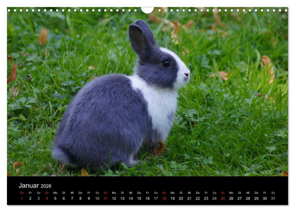 Meerschweinchen und Zwergkaninchen (CALVENDO Wandkalender 2026)