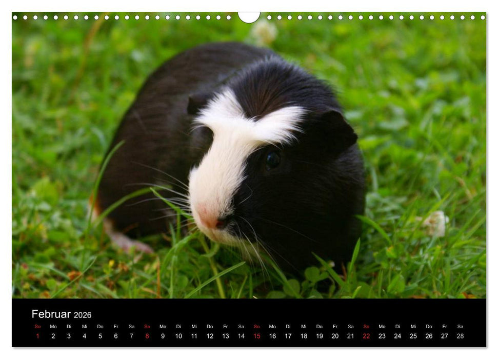 Meerschweinchen und Zwergkaninchen (CALVENDO Wandkalender 2026)