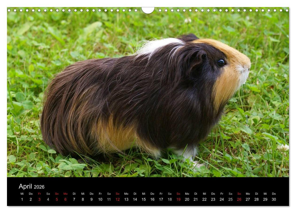 Meerschweinchen und Zwergkaninchen (CALVENDO Wandkalender 2026)