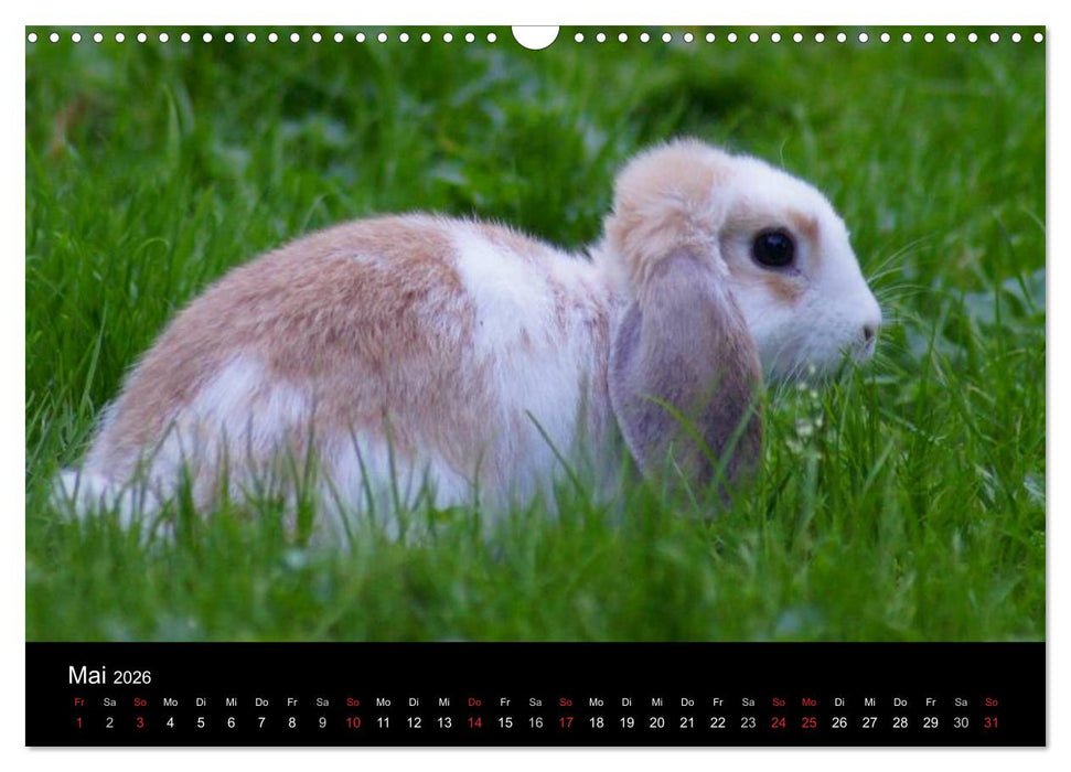 Meerschweinchen und Zwergkaninchen (CALVENDO Wandkalender 2026)