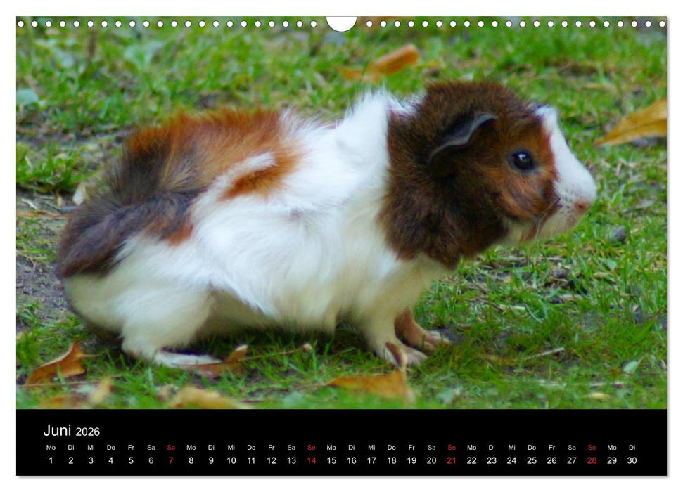 Meerschweinchen und Zwergkaninchen (CALVENDO Wandkalender 2026)