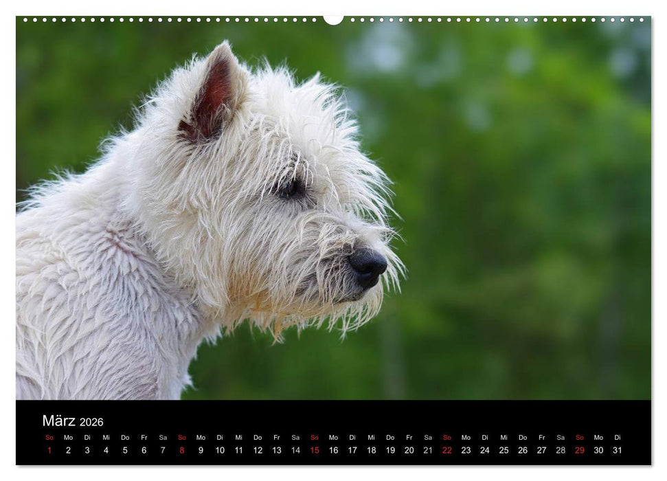 Katzen & Hunde (CALVENDO Wandkalender 2026)