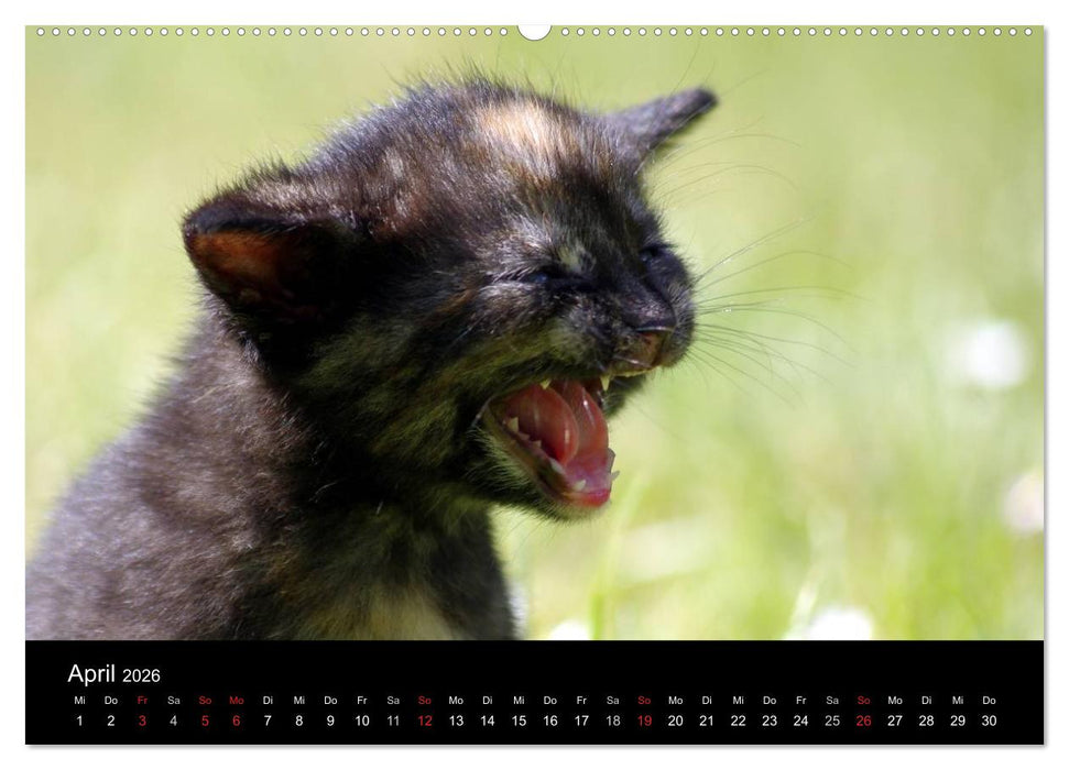 Katzen & Hunde (CALVENDO Wandkalender 2026)