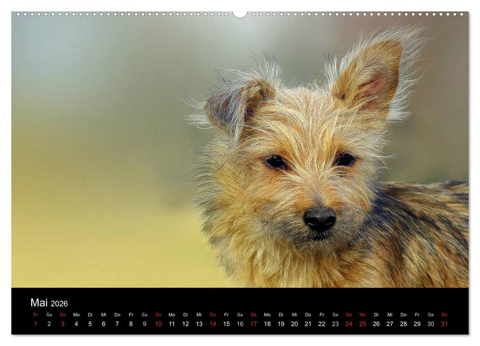 Katzen & Hunde (CALVENDO Wandkalender 2026)