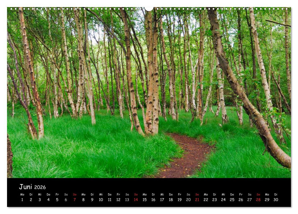 Amrum (CALVENDO Wandkalender 2026)