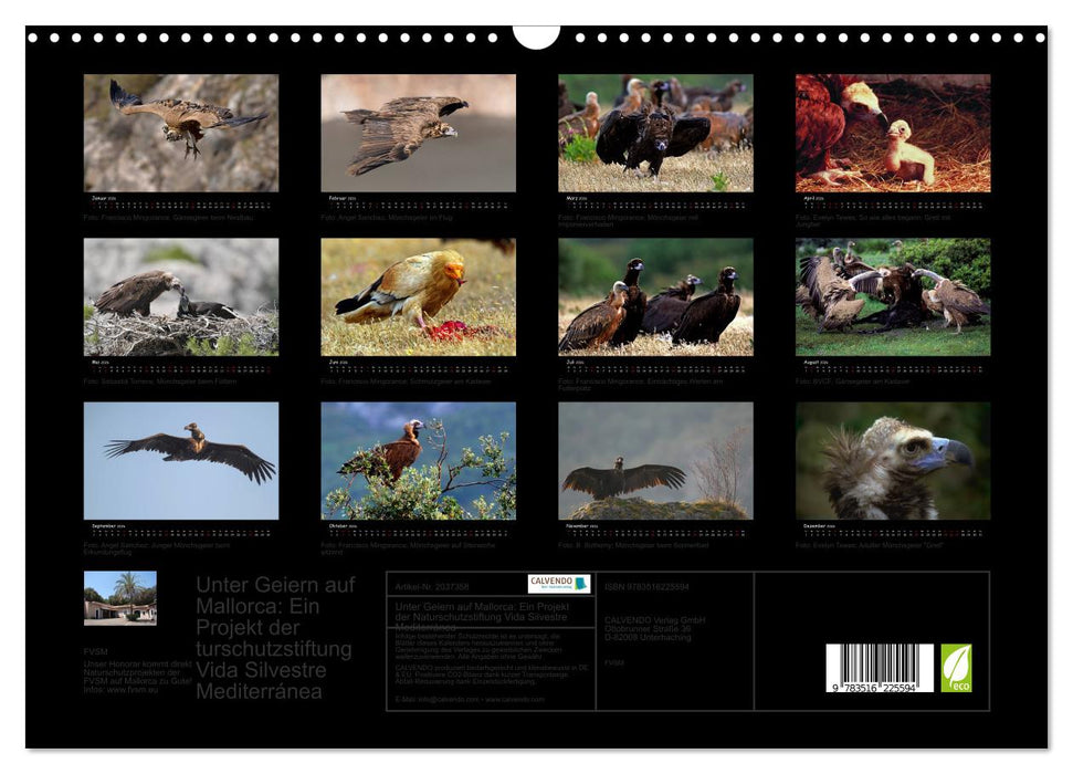 Unter Geiern auf Mallorca: Ein Projekt der Naturschutzstiftung Vida Silvestre Mediterránea (CALVENDO Wandkalender 2026)