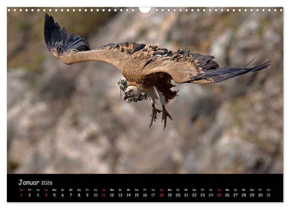Unter Geiern auf Mallorca: Ein Projekt der Naturschutzstiftung Vida Silvestre Mediterránea (CALVENDO Wandkalender 2026)
