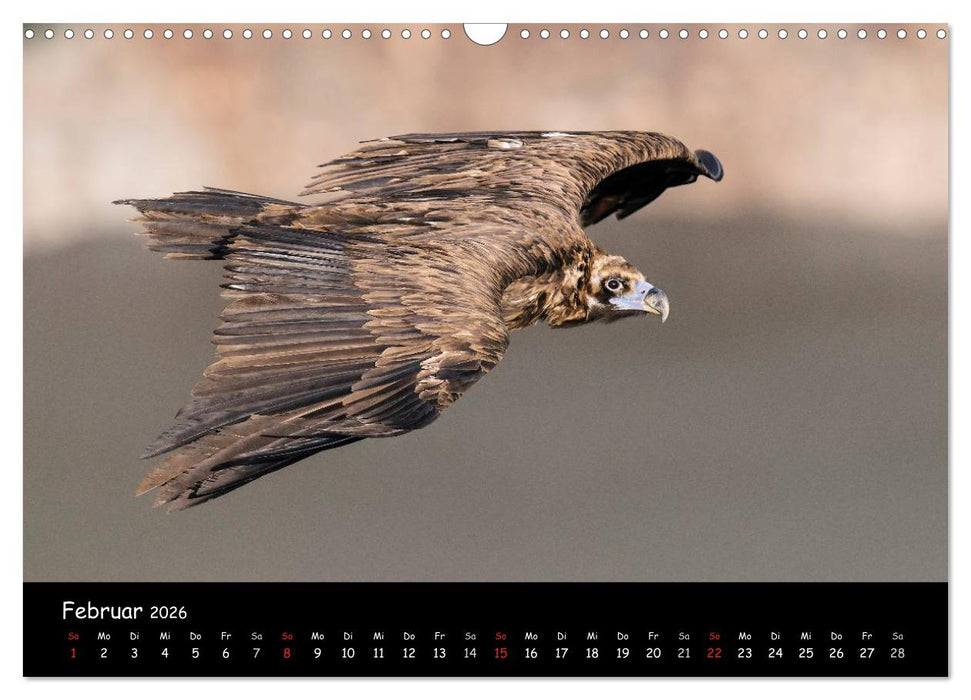 Unter Geiern auf Mallorca: Ein Projekt der Naturschutzstiftung Vida Silvestre Mediterránea (CALVENDO Wandkalender 2026)