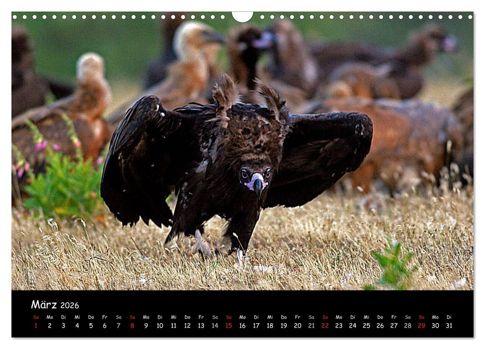 Unter Geiern auf Mallorca: Ein Projekt der Naturschutzstiftung Vida Silvestre Mediterránea (CALVENDO Wandkalender 2026)