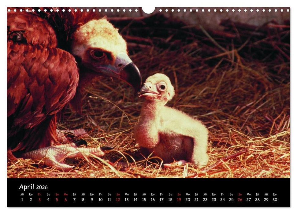 Unter Geiern auf Mallorca: Ein Projekt der Naturschutzstiftung Vida Silvestre Mediterránea (CALVENDO Wandkalender 2026)