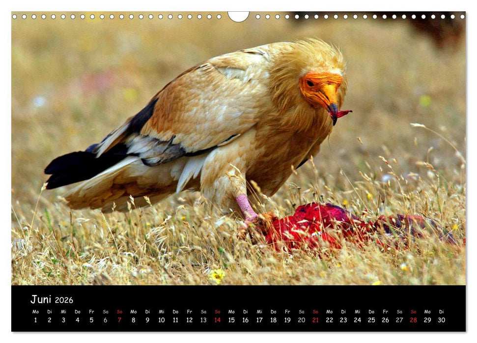 Unter Geiern auf Mallorca: Ein Projekt der Naturschutzstiftung Vida Silvestre Mediterránea (CALVENDO Wandkalender 2026)