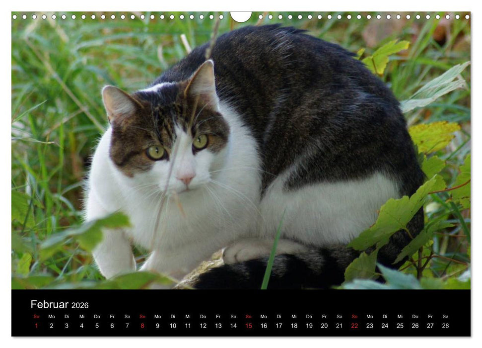 Die Welt der Haustiere (CALVENDO Wandkalender 2026)