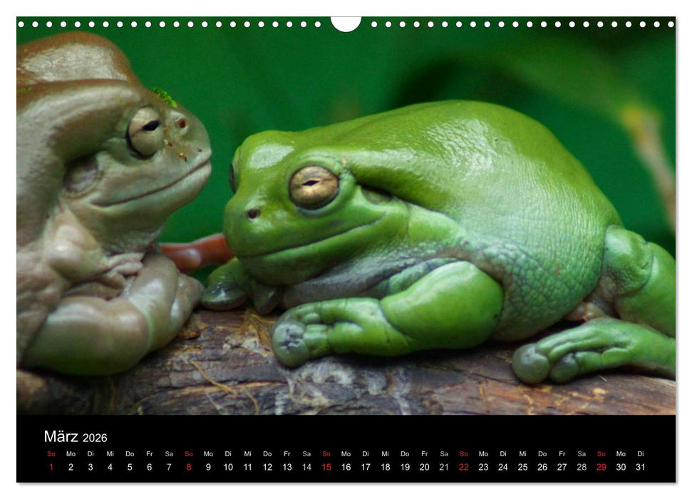 Die Welt der Haustiere (CALVENDO Wandkalender 2026)