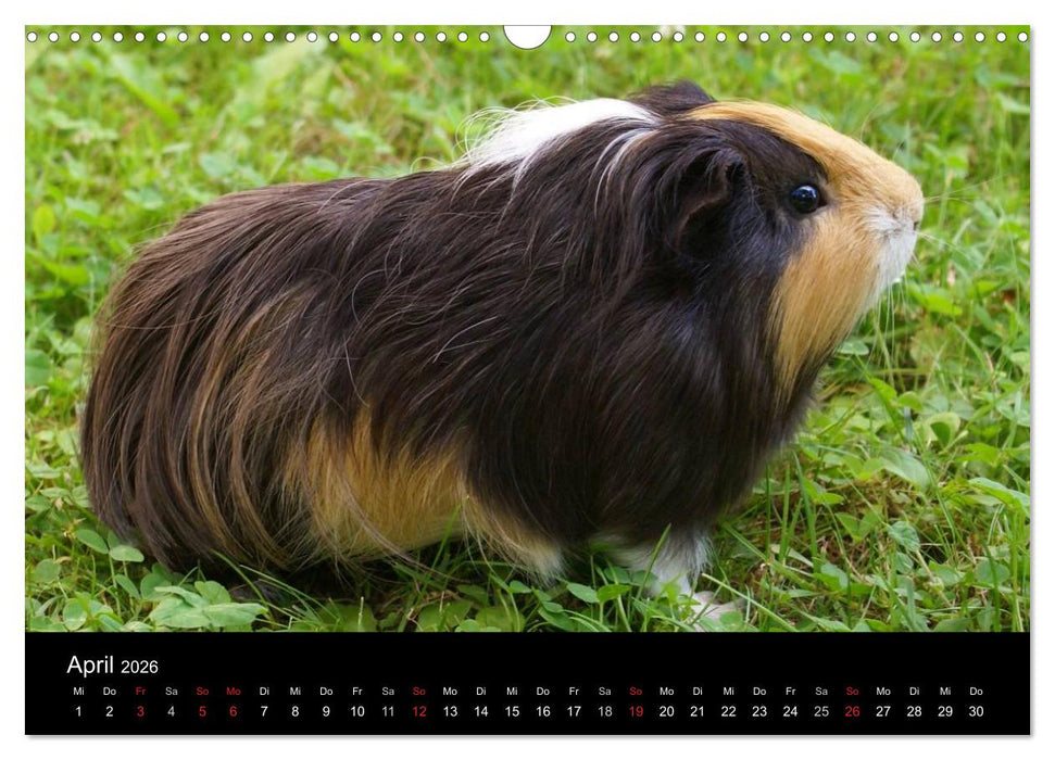 Die Welt der Haustiere (CALVENDO Wandkalender 2026)