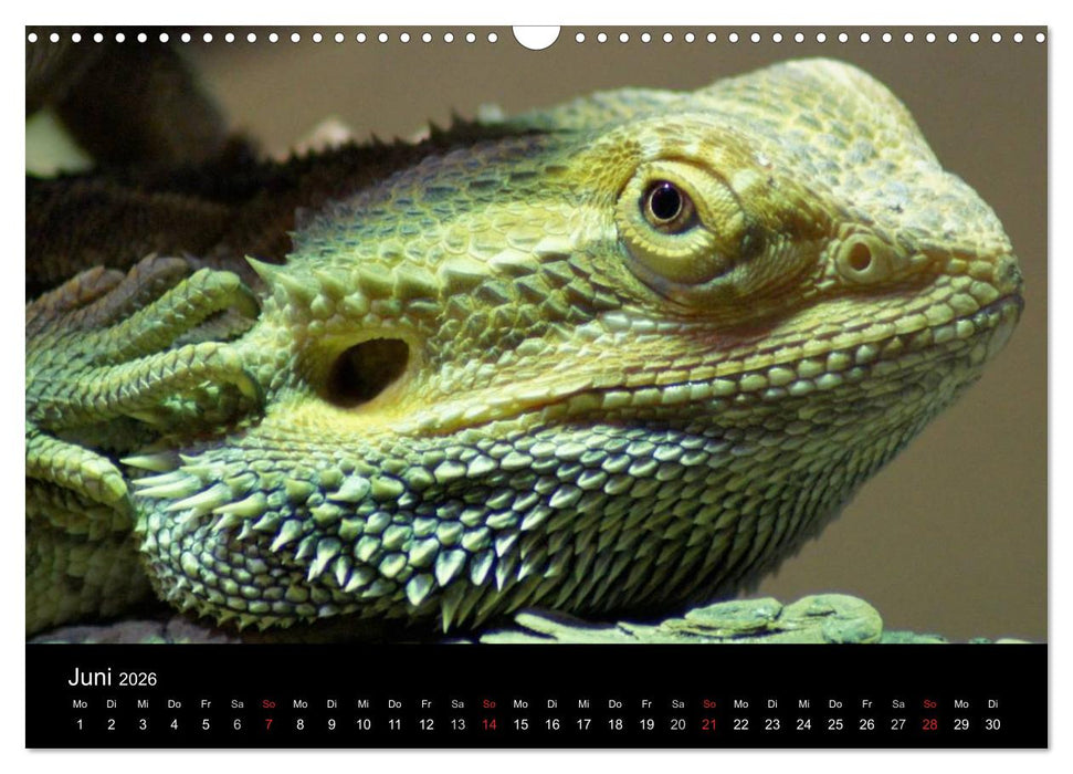 Die Welt der Haustiere (CALVENDO Wandkalender 2026)