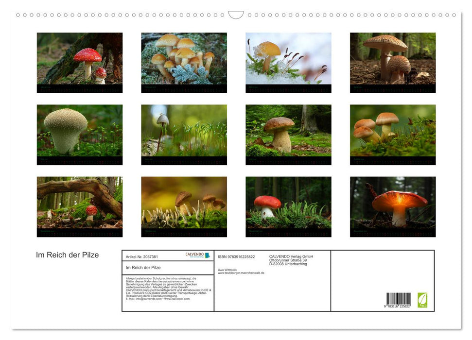 Im Reich der Pilze (CALVENDO Wandkalender 2026)