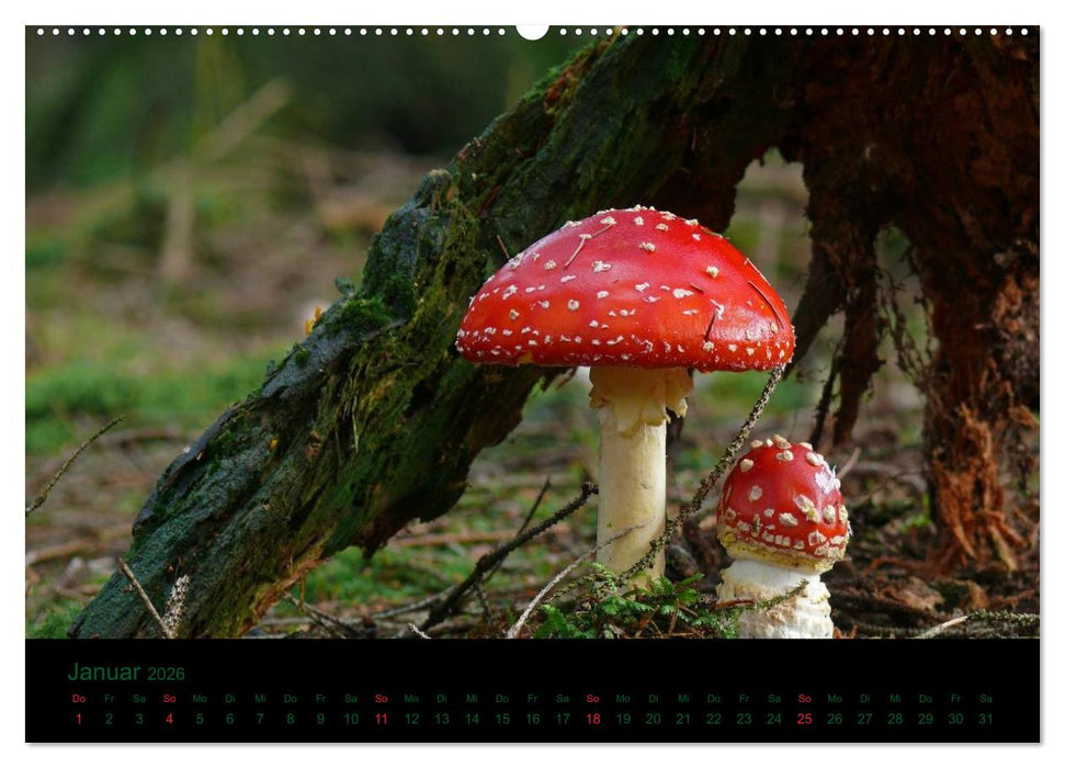 Im Reich der Pilze (CALVENDO Wandkalender 2026)