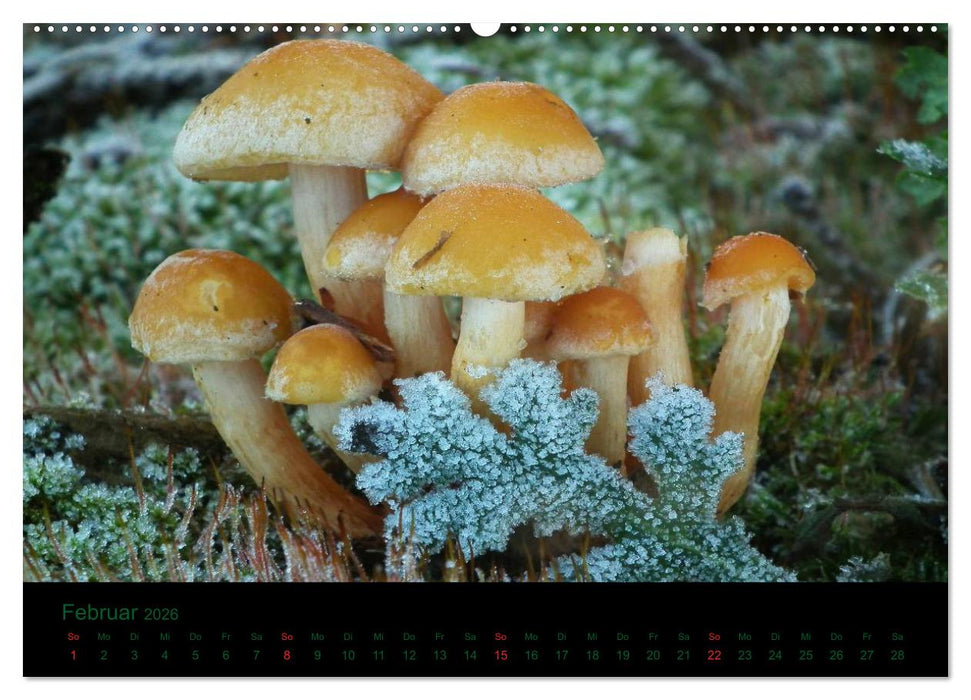 Im Reich der Pilze (CALVENDO Wandkalender 2026)