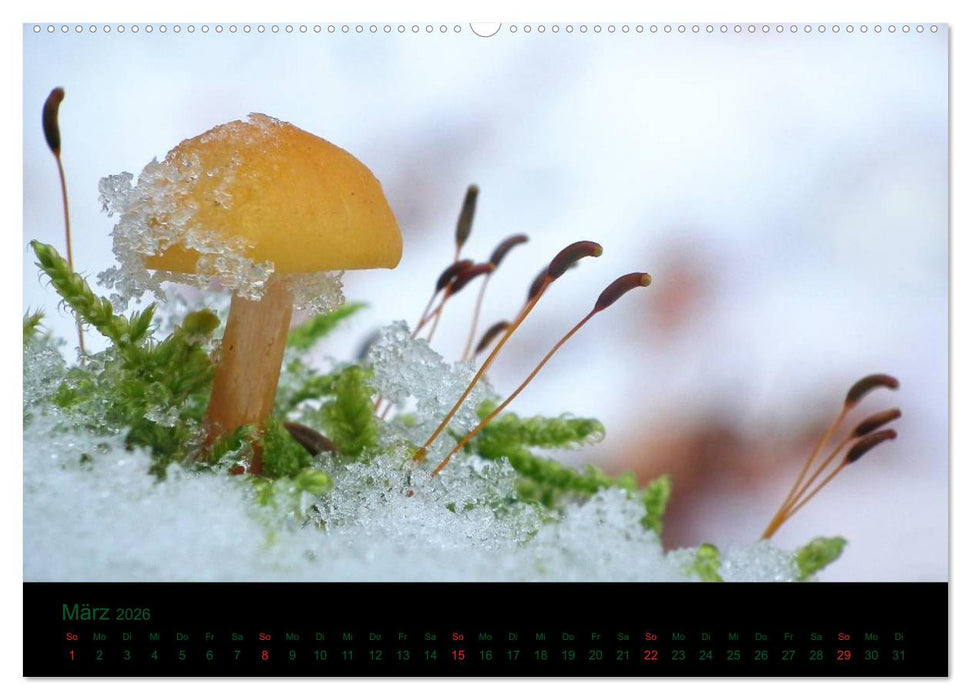 Im Reich der Pilze (CALVENDO Wandkalender 2026)