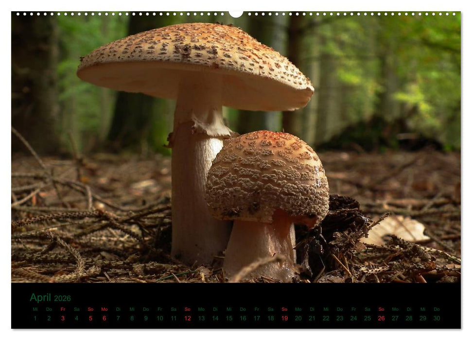 Im Reich der Pilze (CALVENDO Wandkalender 2026)