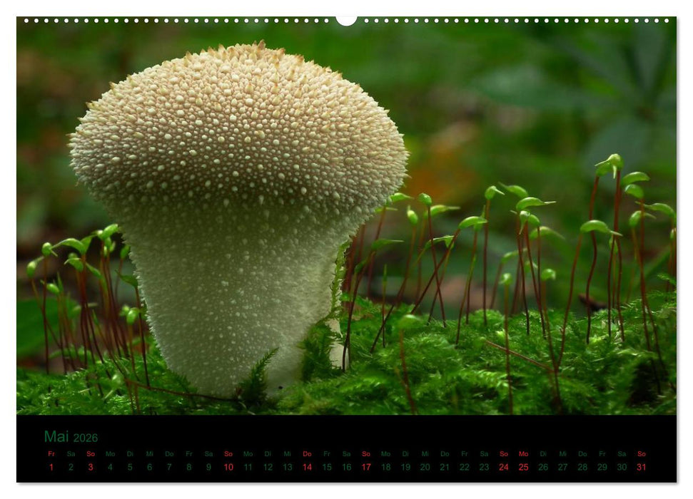 Im Reich der Pilze (CALVENDO Wandkalender 2026)