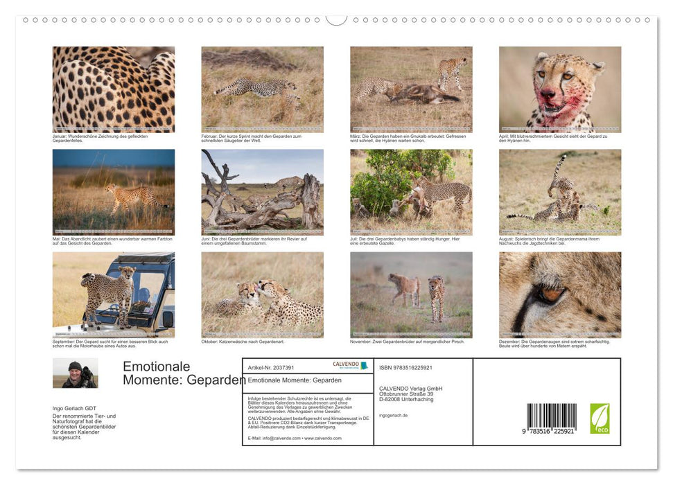 Emotionale Momente: Geparden (CALVENDO Premium Wandkalender 2026)