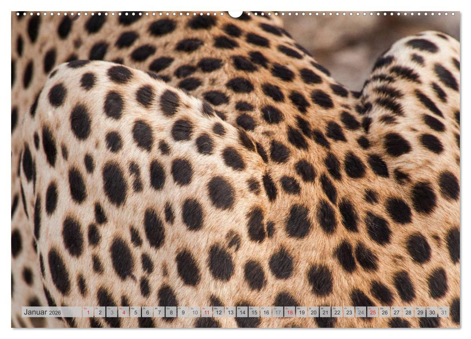 Emotionale Momente: Geparden (CALVENDO Premium Wandkalender 2026)