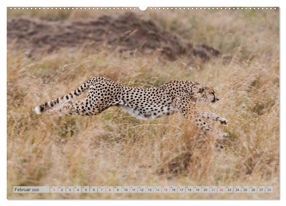 Emotionale Momente: Geparden (CALVENDO Premium Wandkalender 2026)
