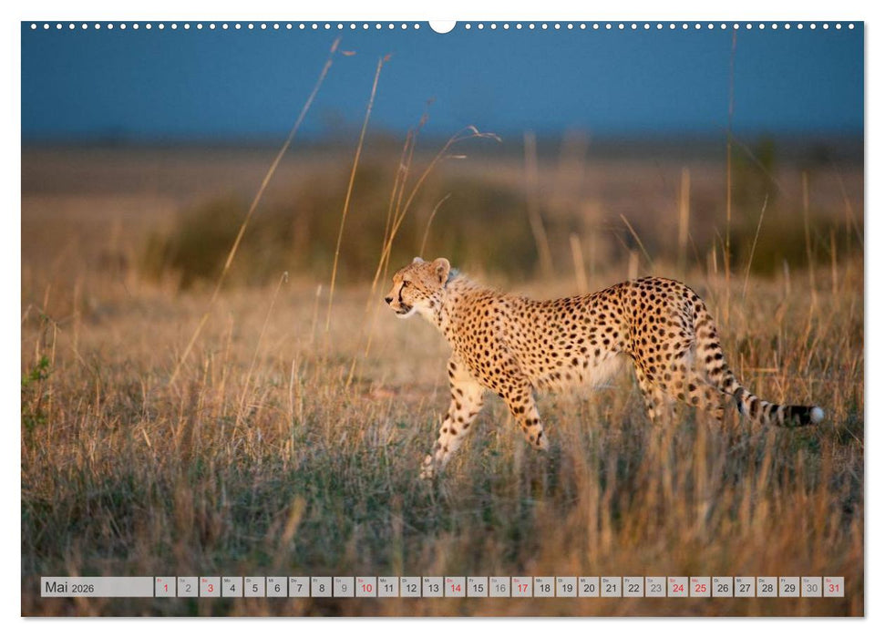 Emotionale Momente: Geparden (CALVENDO Premium Wandkalender 2026)