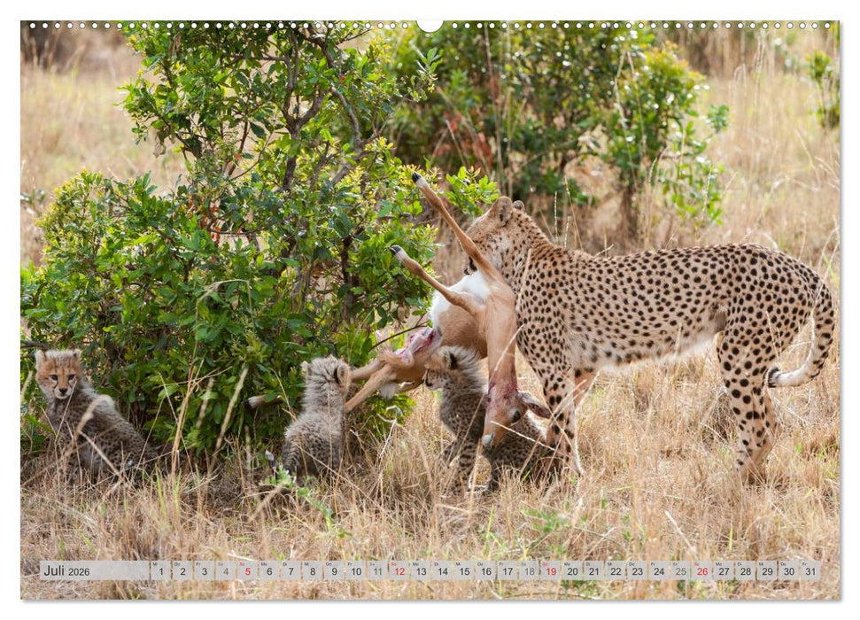 Emotionale Momente: Geparden (CALVENDO Premium Wandkalender 2026)