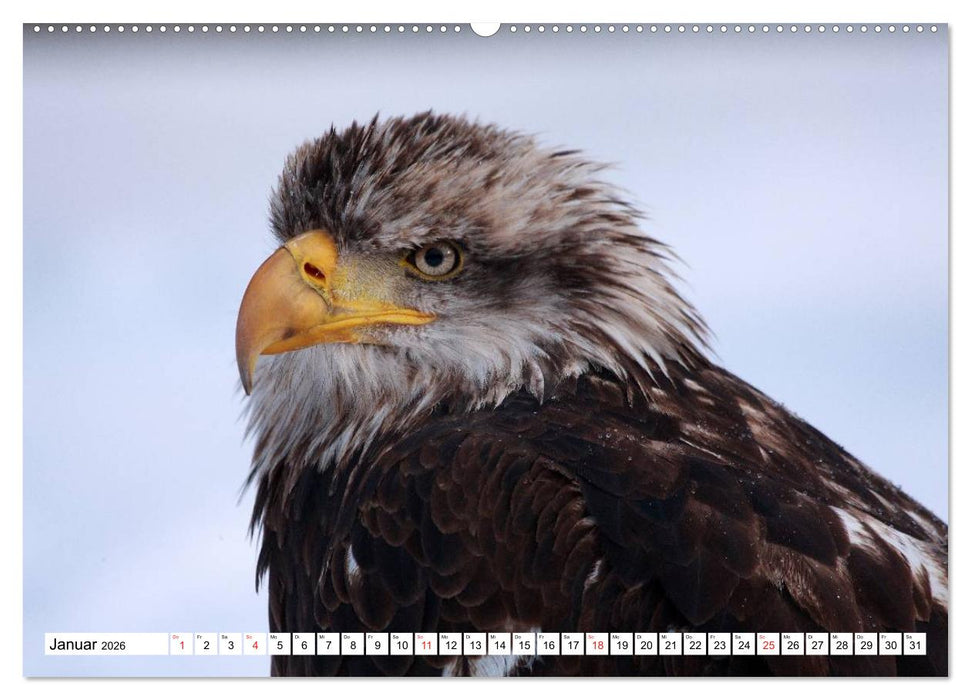 Heimische Tiere (CALVENDO Premium Wandkalender 2026)