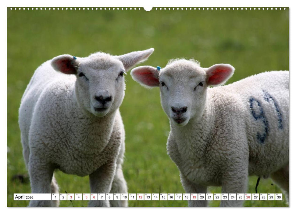 Heimische Tiere (CALVENDO Premium Wandkalender 2026)