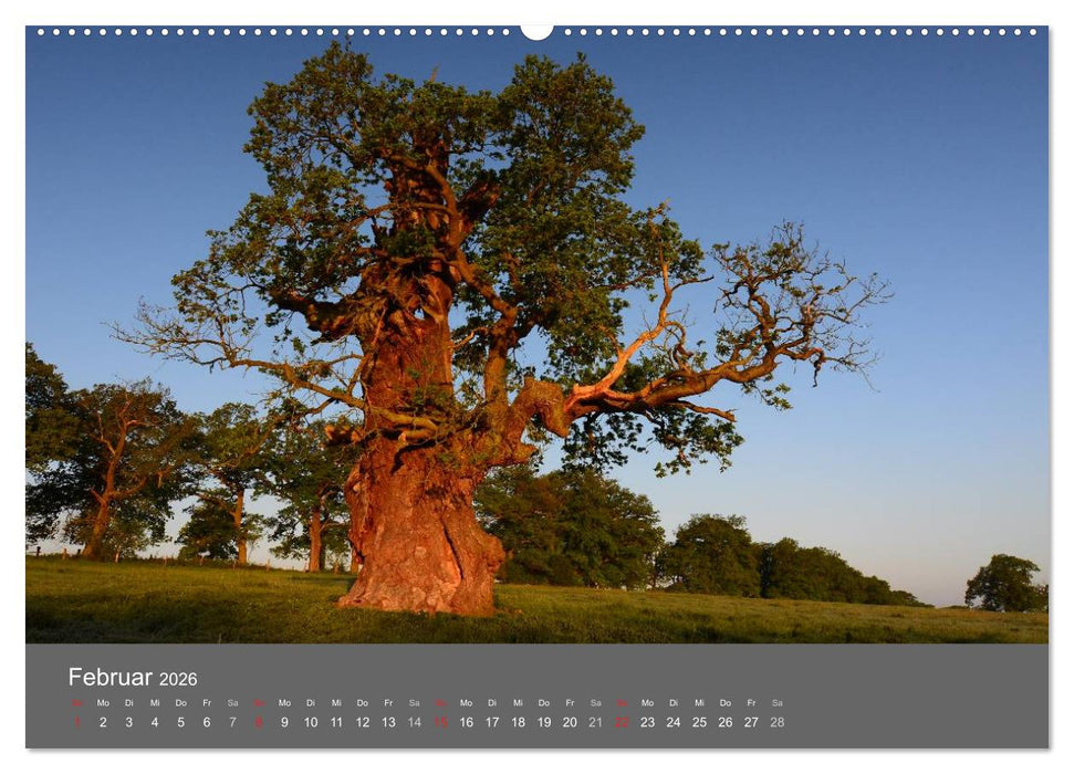 Bäume (CALVENDO Premium Wandkalender 2026)