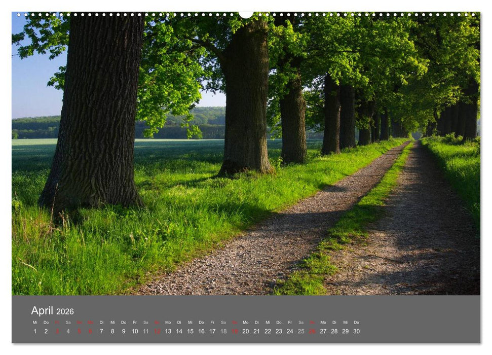Bäume (CALVENDO Premium Wandkalender 2026)