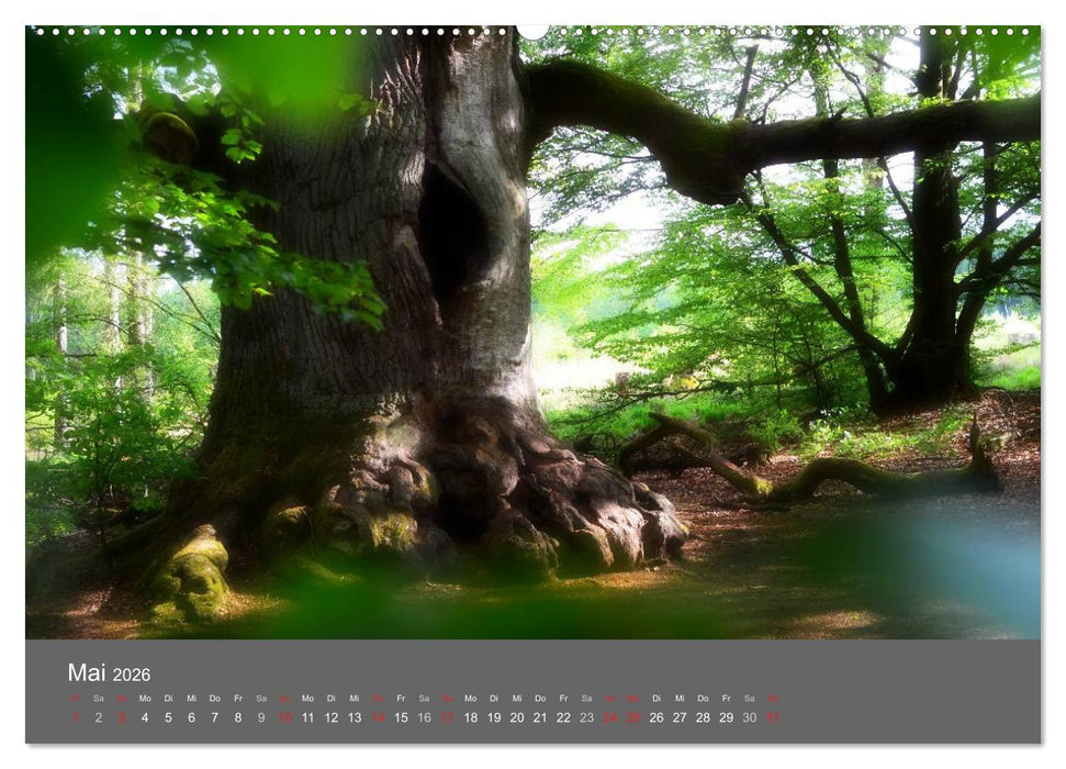 Bäume (CALVENDO Premium Wandkalender 2026)