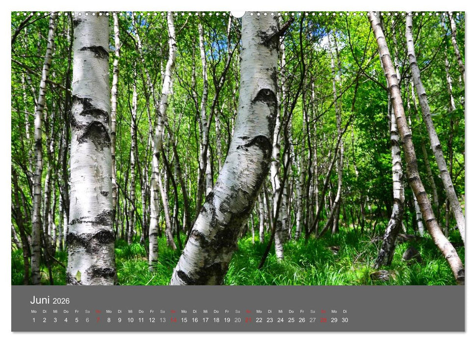 Bäume (CALVENDO Premium Wandkalender 2026)