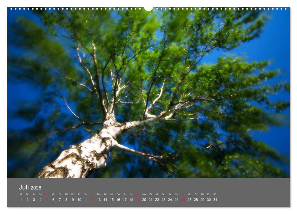 Bäume (CALVENDO Premium Wandkalender 2026)
