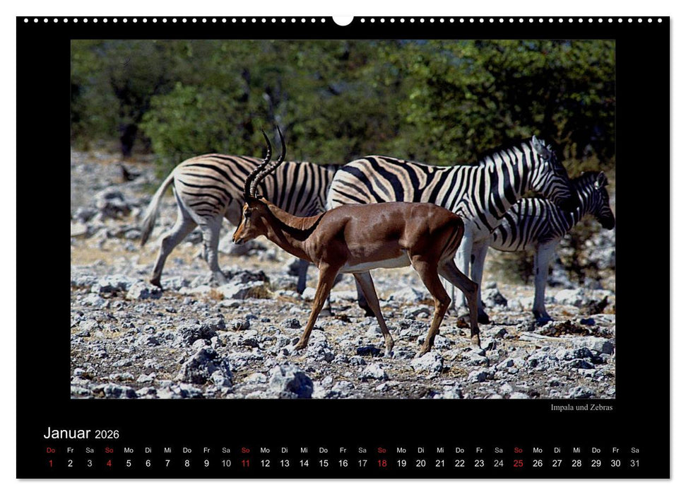 Wildtiere im Etosha Nationalpark (CALVENDO Wandkalender 2026)