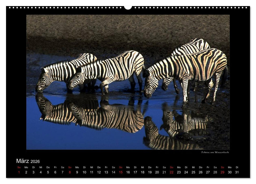 Wildtiere im Etosha Nationalpark (CALVENDO Wandkalender 2026)