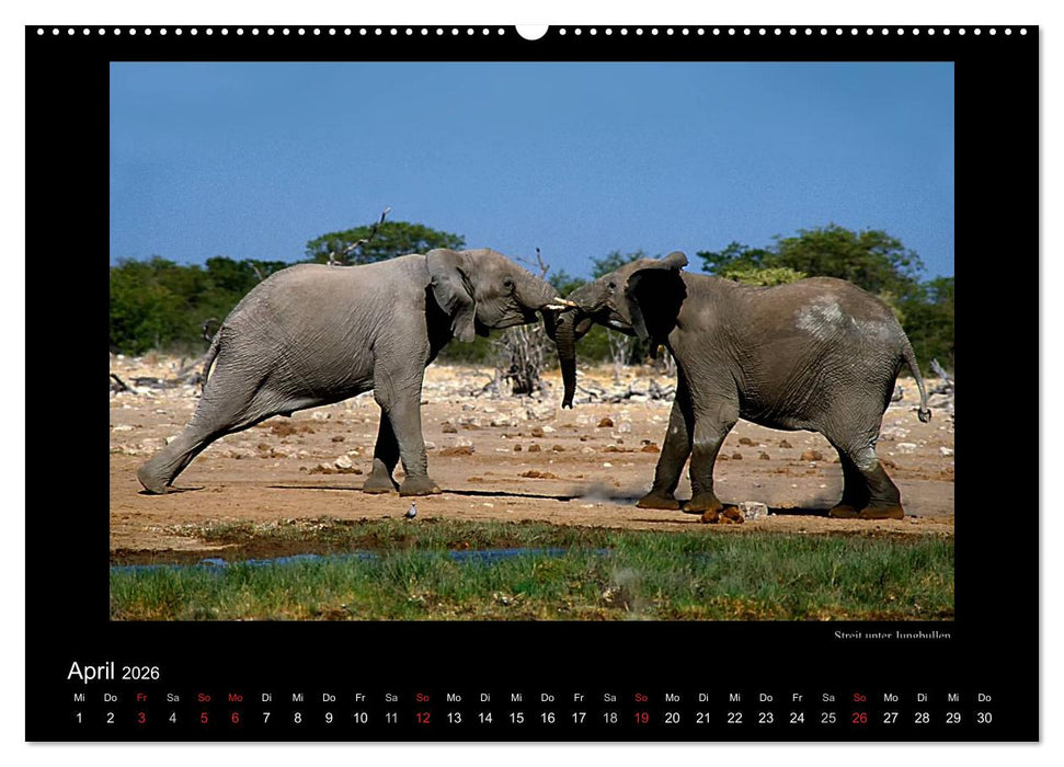 Wildtiere im Etosha Nationalpark (CALVENDO Wandkalender 2026)