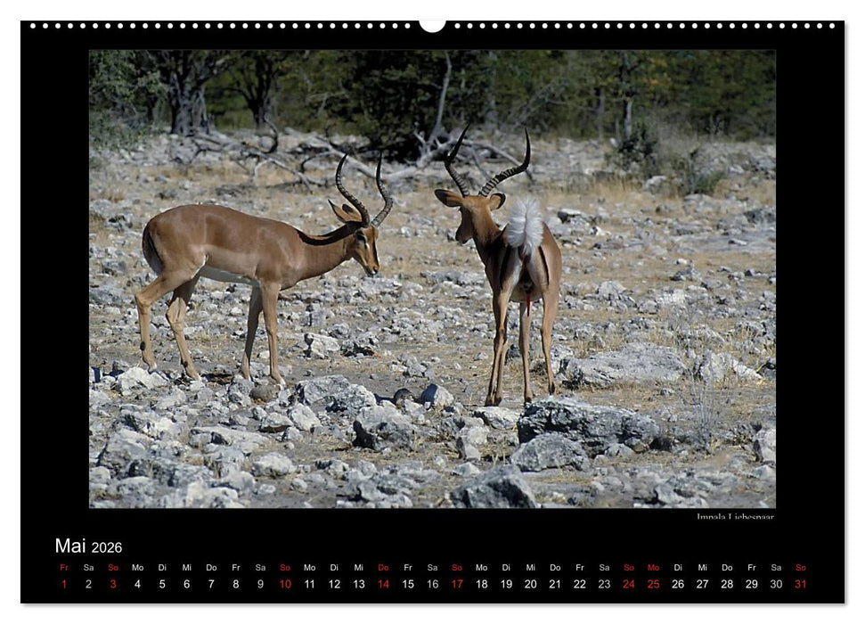 Wildtiere im Etosha Nationalpark (CALVENDO Wandkalender 2026)