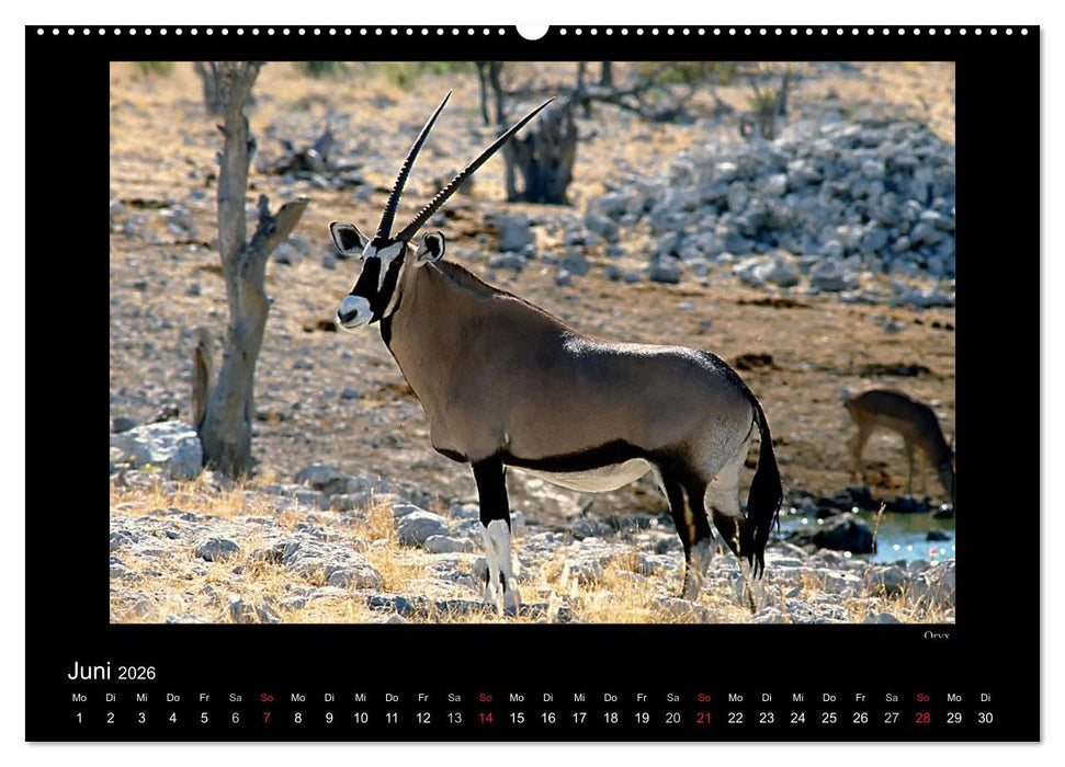 Wildtiere im Etosha Nationalpark (CALVENDO Wandkalender 2026)